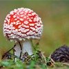 Fly Agaric - Amanita muscaria - newly emerged cap in pine forest. October 2006. 